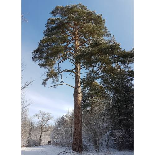 Pine, Scots
