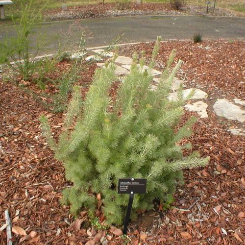 Woolybush