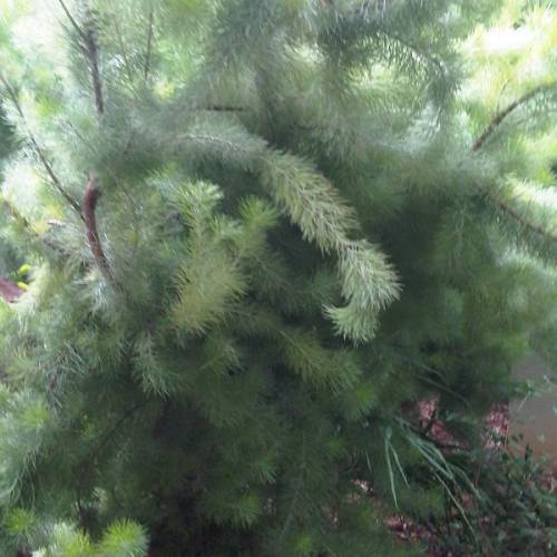 Woolybush