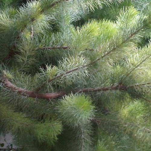 Woolybush