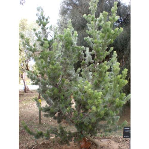 Woolybush