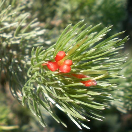 Woolybush