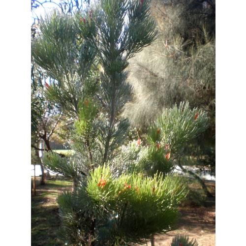Woolybush
