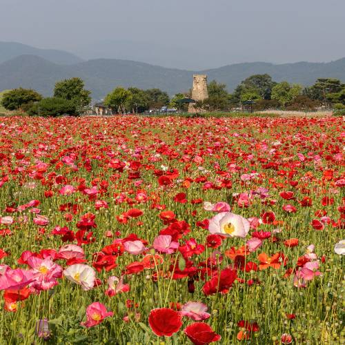 Iceland Poppy