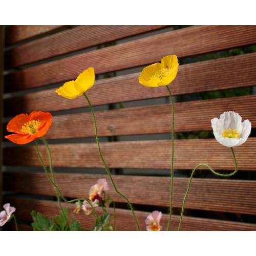 Iceland Poppy
