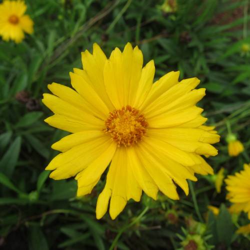 Lanceleaf Coreopsis, Yellow