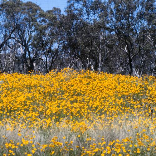 Lanceleaf Coreopsis, Yellow