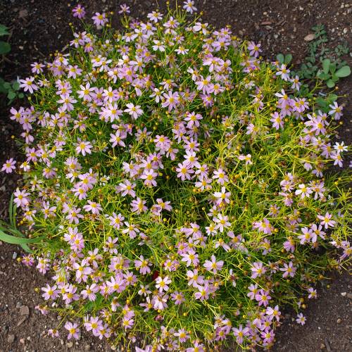Lanceleaf Coreopsis, Pink