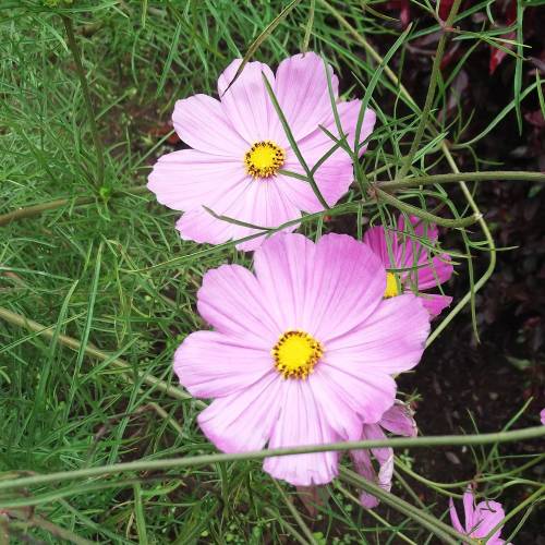 Tickseed,Lanceleaf Coreopsis pink 'American Dream'