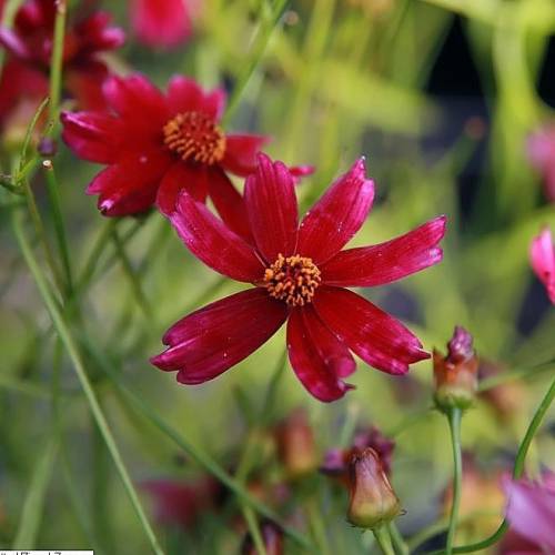Lanceleaf Coreopsis, Red