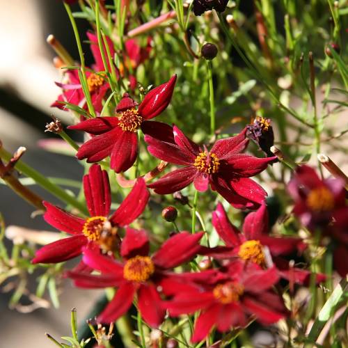 Tickseed, Lanceleaf Coreopsis, Red