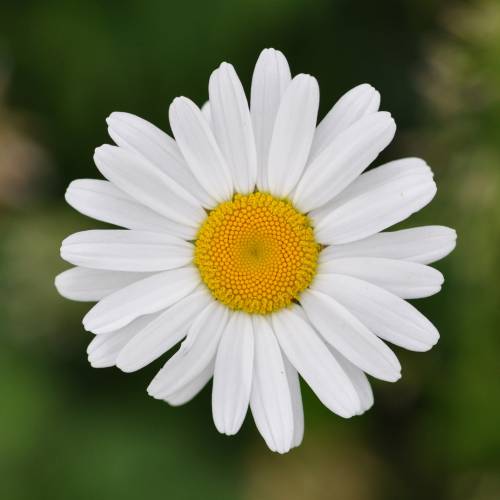 Oxeye daisy, marguerite