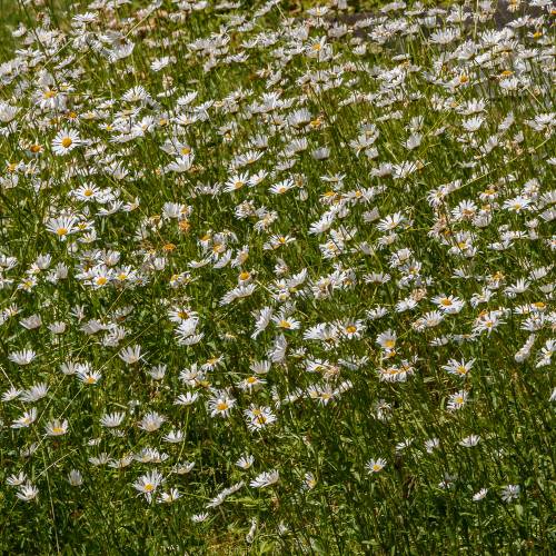 Oxeye daisy, marguerite