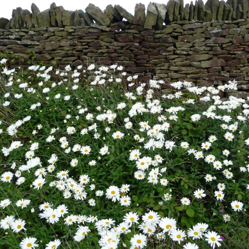 Oxeye daisy, marguerite