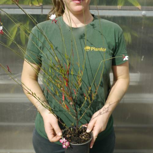 Gaura lindheimeri Bicolor