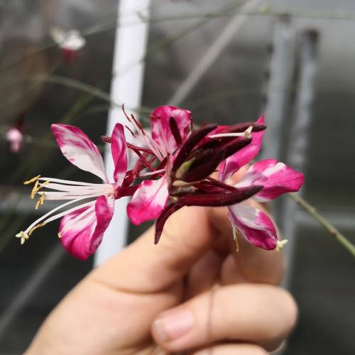 Gaura lindheimeri Bicolor