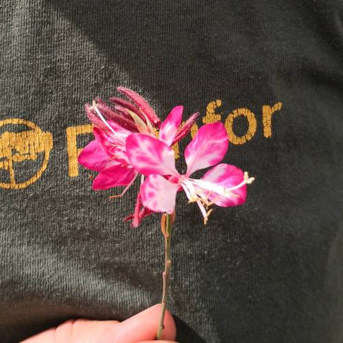 Gaura lindheimeri Bicolor