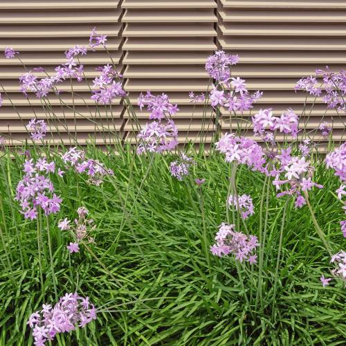 African lily Pink