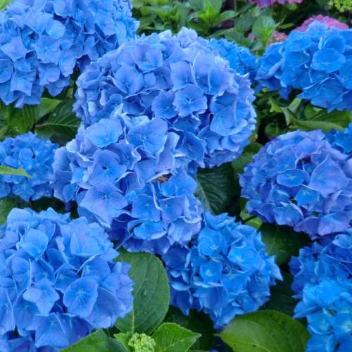 Hydrangea, Blue