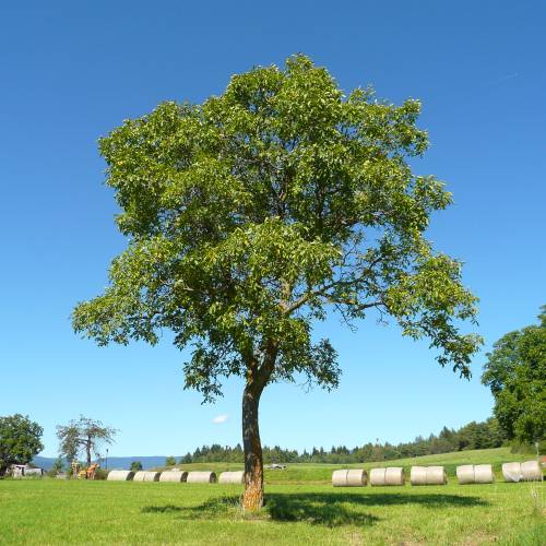 Walnut, Red kernel 'Rubin'