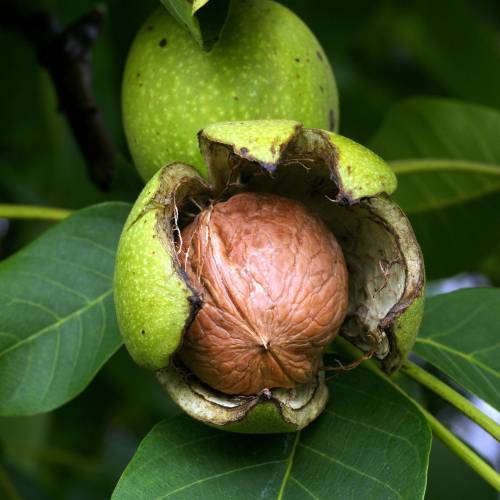 Walnut, Red kernel 'Rubin'