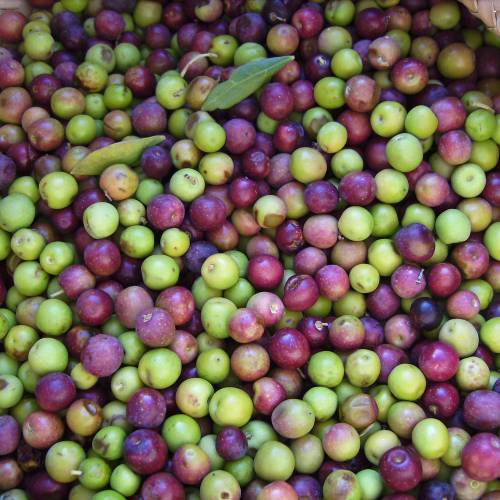 Olive Trees : Fruit-Bearing Varieties