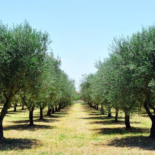 Olive Trees : Fruit-Bearing Varieties