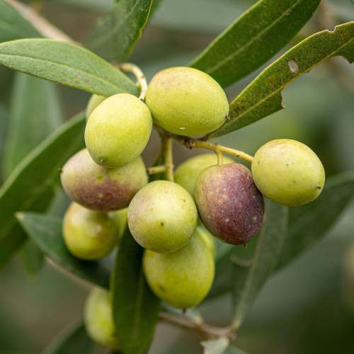 Olive Trees : Fruit-Bearing Varieties