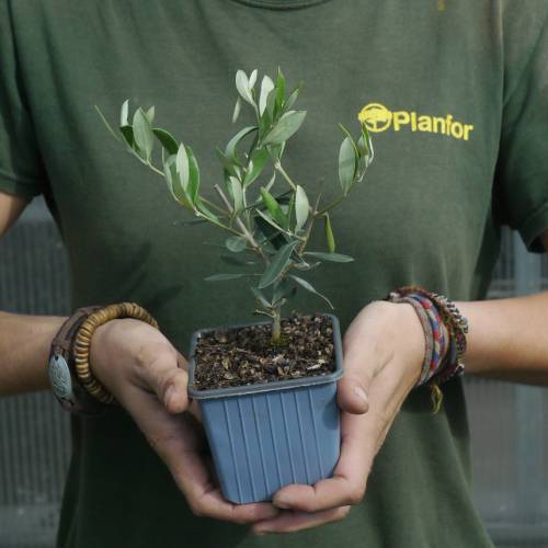 Olive Trees : Fruit-Bearing Varieties