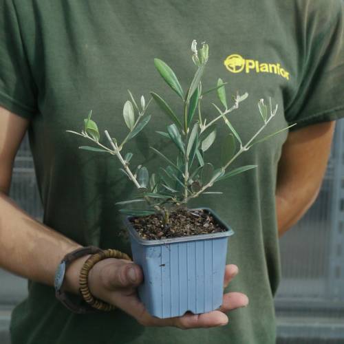 Olive Trees : Fruit-Bearing Varieties