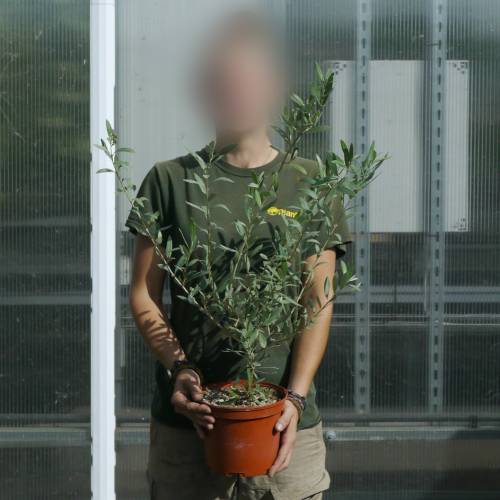Olive Trees : Fruit-Bearing Varieties