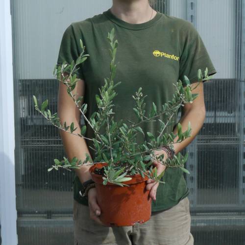 Olive Trees : Fruit-Bearing Varieties
