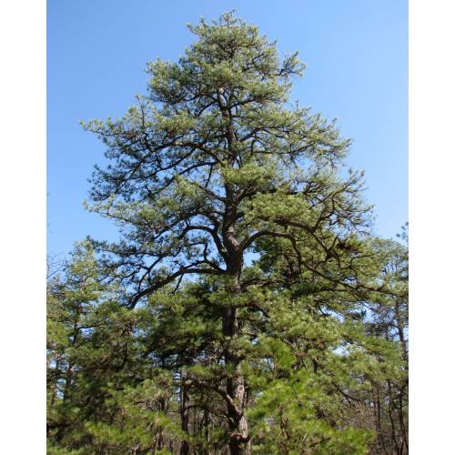 Pine, Pitch