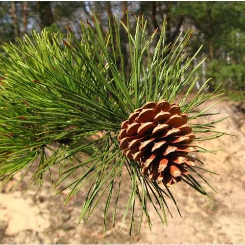 Pine, Pitch