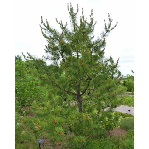 Pine, Pitch