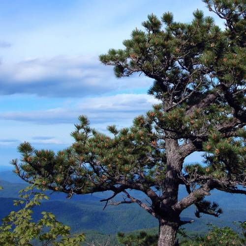 Pine, Pitch