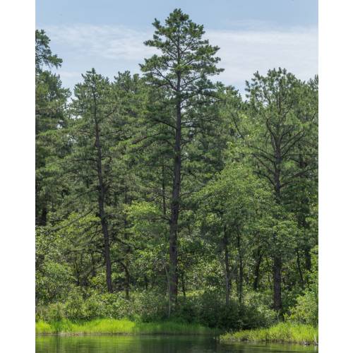 Pine, Pitch