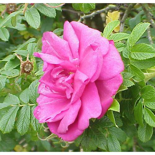 Rose 'Roseraie de l'Hay'