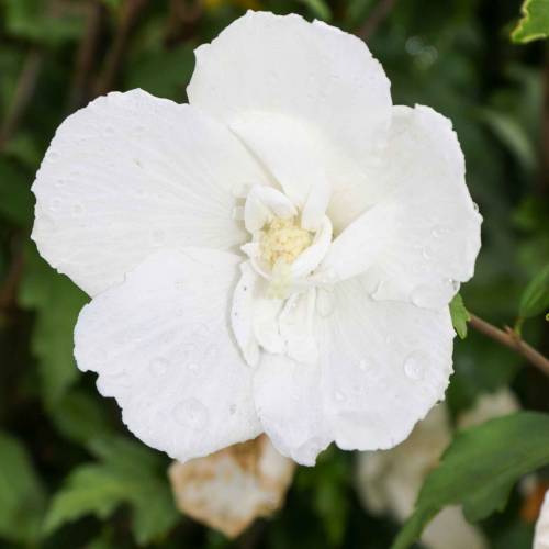 Hibiscus White