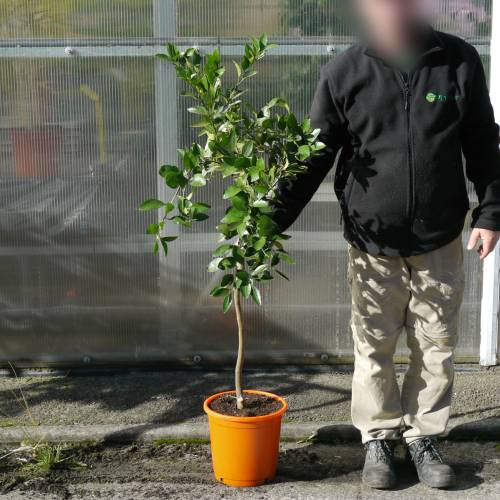 Mandarin Orange tree