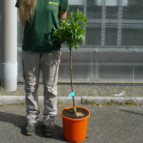 Mandarin Orange tree