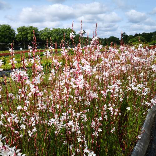 Gaura lindheimeri White