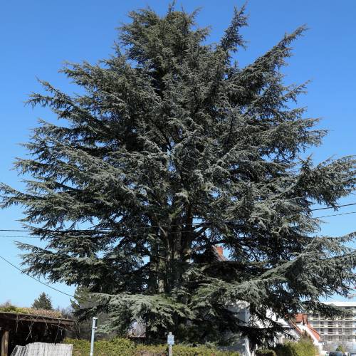 Cedar, Atlas