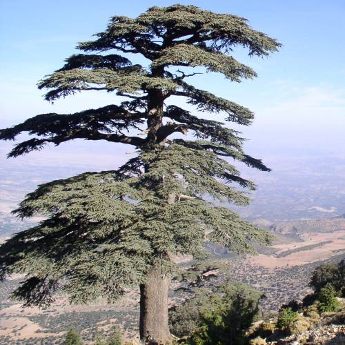 Cedar, Atlas