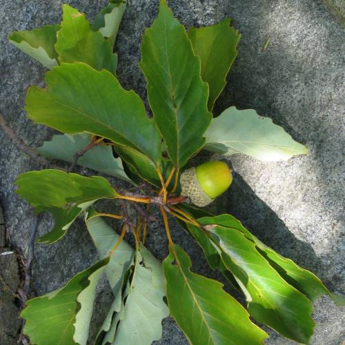 Oak, Chestnut