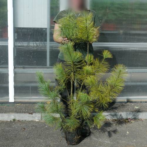 Pine, Himalayan Blue