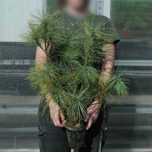 Pine, Himalayan Blue