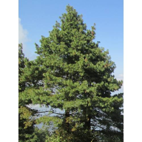 Pine, Himalayan Blue