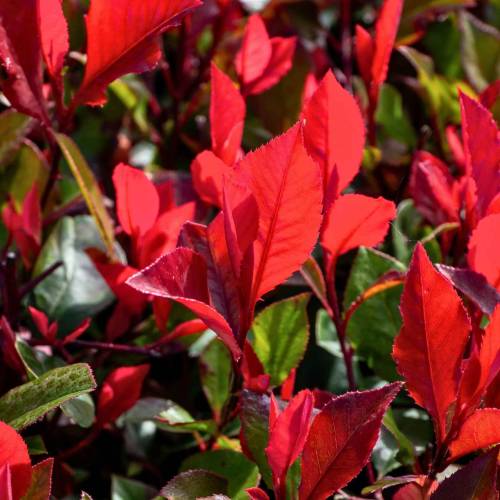 Photinia, dwarf