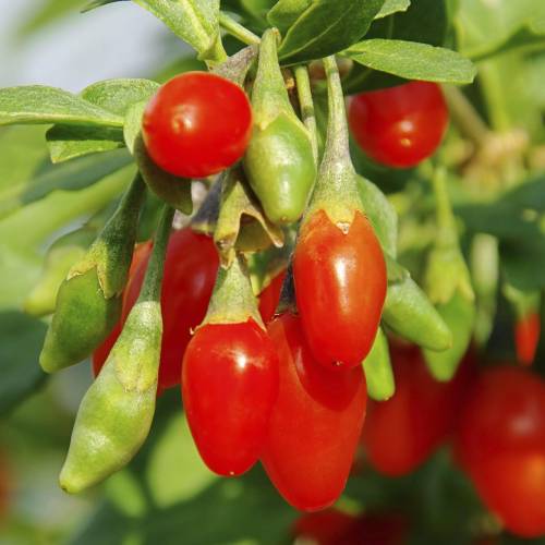 Lycium barbarum Lycium barbarum